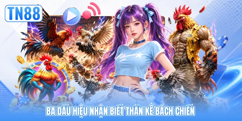 Ba dấu hiệu nhận biết thần kê bách chiến Ba dấu hiệu nhận biết thần kê bách chiến