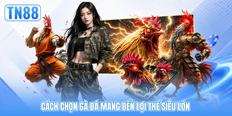 Cách chọn gà đá mang đến lợi thế siêu lớn Cách chọn gà đá mang đến lợi thế siêu lớn